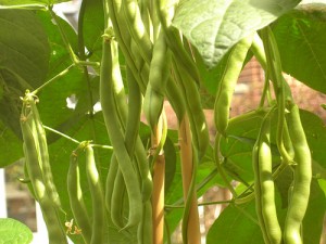 Climbing Beans