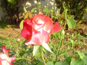 A fragrant rose