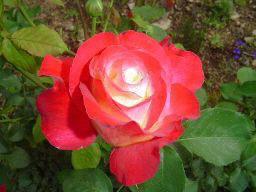 Double Delight Rose