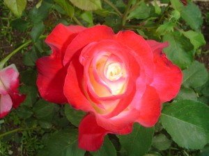 A Red Rose