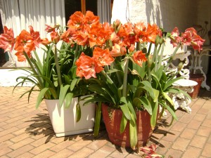 Amaryllis on the patio