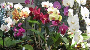 orchid colours