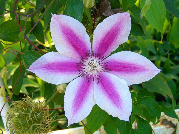 pink and white clematis