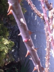 A rose leaf bud starting to swell