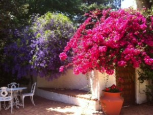 Bougainvillea  and Petrea Bloom together