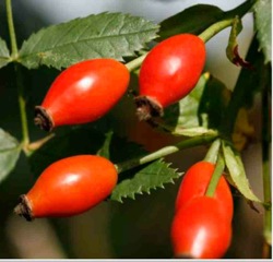 Rosehips make great syrup