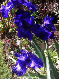 Deep Blue irises