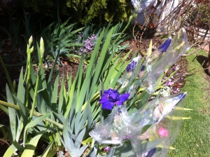 Irises covered with plastic bags