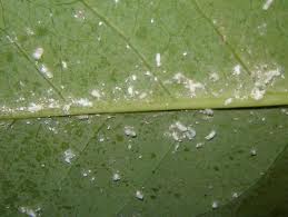 Mealy bugs under a leaf